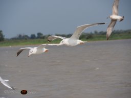 Musikalische Tagesfahrt zum Neusiedlersee am 21. 08. 2024